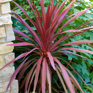 Cordyline Torbay Red - Striking Red Foliage, Evergreen, Hardy (25-35cm Height Including Pot)