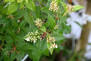 Hedges Direct Viburnum Tinus 'Eve Price' 30cm Height Evergreen Hedge Plant