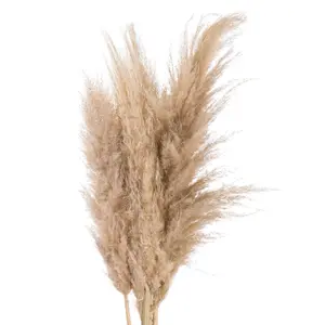 UK Homeliving Butter Pampas Grass