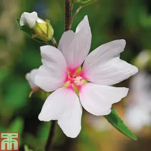 Lavatera x clementii Barnsley Baby 2 Litre Potted Plant x 1