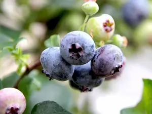 1 'Bluejay' Blueberry Plant / Vaccinium cor. 'Bluejay' 25cm in 9cm Pot 3FATPIGS