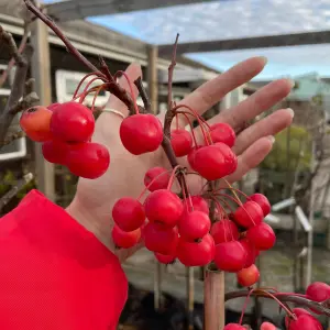 Lincolnshire Fruits Malus Red Sentinel Bareroot 12 Litre 1.5m Tree