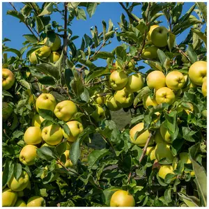 Dwarf Patio Golden Delicious Apple Tree, Self-Fertile, Very Sweet Flavour