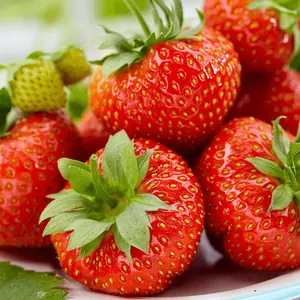 Strawberry Korona - Outdoor Fruit Plants for Gardens, Pots, Containers (9cm Pots, 10 Pack)