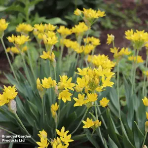 300 Fantastic Spring Flowering Bulbs - Ideal for Patio Containers, Garden Borders & Window Boxes - 5 Varieties