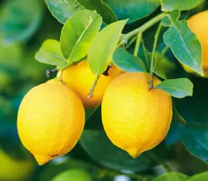 Mini Citrus Lemon Tree in Hessian Gift Wrap - Indoor Plant with Edible Lemons