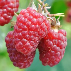 10 x Raspberry Tulameen Bare Root Canes - Grow Your Own Fresh Raspberries