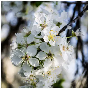 1 Wild Cherry Trees 40-60cm Stunning Blossom, Edible Cherries & Wild Bird Food 3FATPIGS