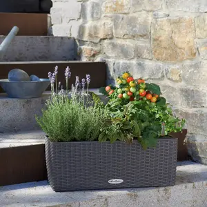 LECHUZA BALCONERA Cottage 50cm Window Box, Granite Self-watering Planter with Substrate and Water Level Indicator H19 L50 W19 cm