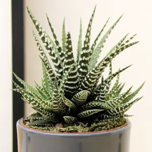 2 x Haworthia Fasciata Big Band Indoor Plant in 11cm Pot - Little Zebra Succulent - Easy to Care For Houseplant for Home & Office