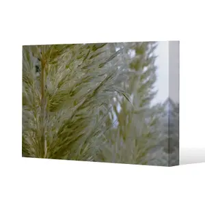 autumn pampas grass close up (Canvas Print) / 127 x 101 x 4cm