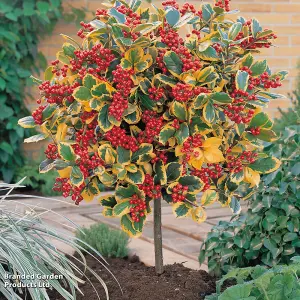 Gift Ilex (Holly) Golden King Standard 17cm Pot x 2