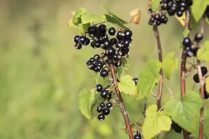 5 Blackcurrant Bush 'Ben Nevis' Multistemmed Plants, Make Great Preserves 3FATPIGS