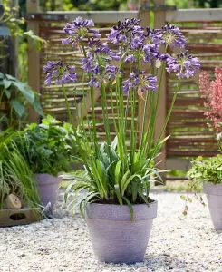 Agapanthus Poppin Purple - African Lily in a 9cm pot