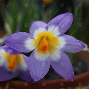 Crocus Sieberi Tricolour Flowering Bulbs (50 Pack)