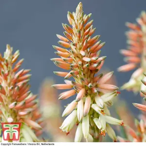 Aloe Safari Sunrise 13cm Potted  Plant x 1