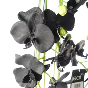 110cm Large Black Orchid Plant - Artifcial - 41 REAL TOUCH flowers