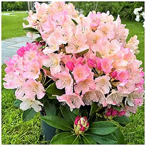 Rhododendron PercyWiseman in 9cm Pot, Pink-Flushed, Cream Flowers