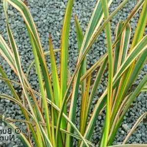 Phormium Golden Ray Garden Plant - Vibrant Golden Yellow Foliage, Compact Size, Hardy (25-35cm Height Including Pot)