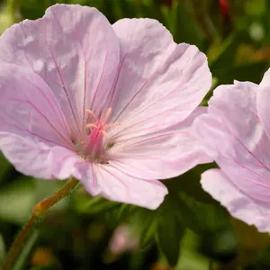 Geranium sanguineum Appleblossom 3 Bare Root Plants