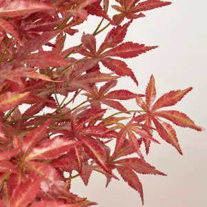 Homescapes Acer Tree in Pot, 90 cm Tall