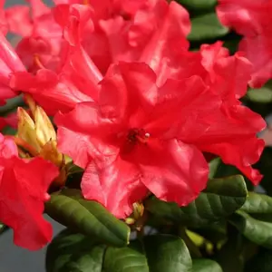 Rhododendron Scarlet Wonder (15-25cm Height Including Pot) Garden Plant - Compact Shrub, Scarlet Blooms