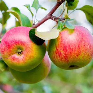 Dwarf Patio Worcester Pearmain Apple Tree, Ready to Fruit,Self-fertile & Sweet 3FATPIGS