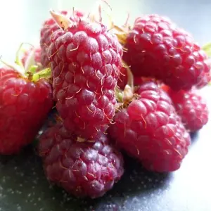 Raspberry (Rubus idaeus) Joan J 6 Canes