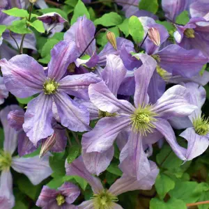 Clematis Prince Charles - Violet Blooms, Climbing Vine, Morning Sun (20-30cm Height Including Pot)