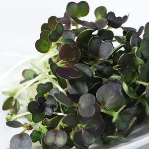 Microgreens Mustard Red Carpet 1 Seed Packet