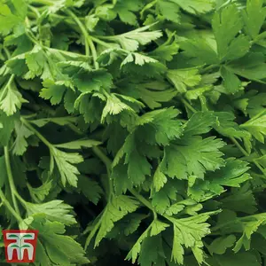 Organic Herb Parsley Flat Leaved 1 Seed Packet