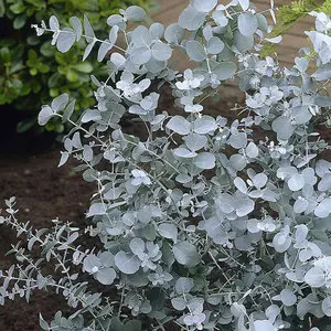 Eucalyptus Gunnii Tree - Silvery-Blue Foliage, Cider Gum Tree, Compact Size (5-6ft)