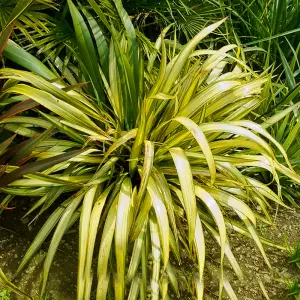 Phormium Yellow Wave Garden Plant - Striking Yellow Variegation, Compact Size, Hardy (25-35cm Height Including Pot)