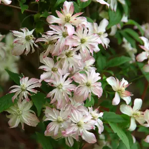 Clematis Marjorie White Flowering Vine Climbing Plant 60cm Cane 3L Pot