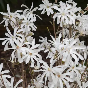 White Magnolia stellata Star Magnolia Flowering Shrub in a 9cm Pot