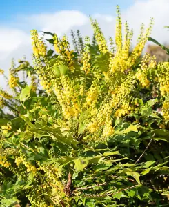 Mahonia Winter Sun - All year round interest - supplied in a 9cm pot