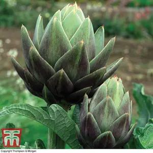 Artichoke Green Globe Improved 1 Seed Packet (40 Seeds)