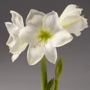 Amaryllis White Waxed Bulb Live Houseplant in Gift Sleeve - Indoor Hippeastrum Growing Bulb - Christmas Gift Idea for Plant Lovers