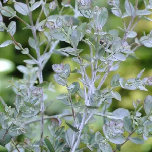 3 x Eucalyptus Gunnii in 9cm Pots - Aromatic Foliage - Evergreen Shrubs