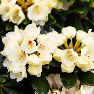 Rhododendron Wren Garden Plant - Yellow Blooms, Compact Size, Hardy (15-30cm Height Including Pot)