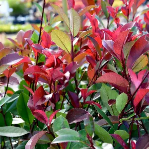 Photinia Red Robin 3.6 Litre Potted Plant x 3