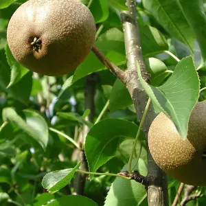 Mature Fruit Tree - Beurre Hardy Pear Tree