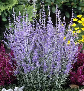 Perovskia 'Blue Spire' / Russian Sage In 2L Pot, Violet-Blue Flowers 3FATPIGS