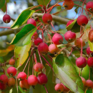 Lincolnshire Fruits Malus Red Sentinel Potted 7 Litre 1.5m Tree