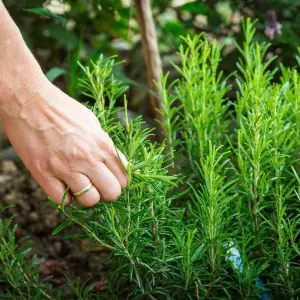 2 x Rosemary Herb Plants in 14cm Pots - Rosmarinus Officinalis for Culinary Use