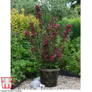 Weigela Towers of Flowers Cherry 9cm Potted Plant x 2