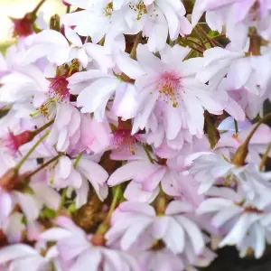 Prunus Autumnalis Tree - White-Light Pink Flowers, Colourful Autumn Foliage, Ornamental (5-6ft)