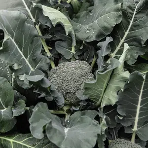 Broccoli Green Magic F1 1 Seed Packet (35 Seeds)