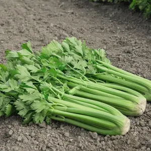 Celery Tango F1 Hybrid 1 Seed Packet (75 Seeds)