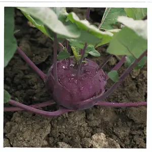 Kohl Rabi Kolibri F1 Hybrid 1 Seed Packet